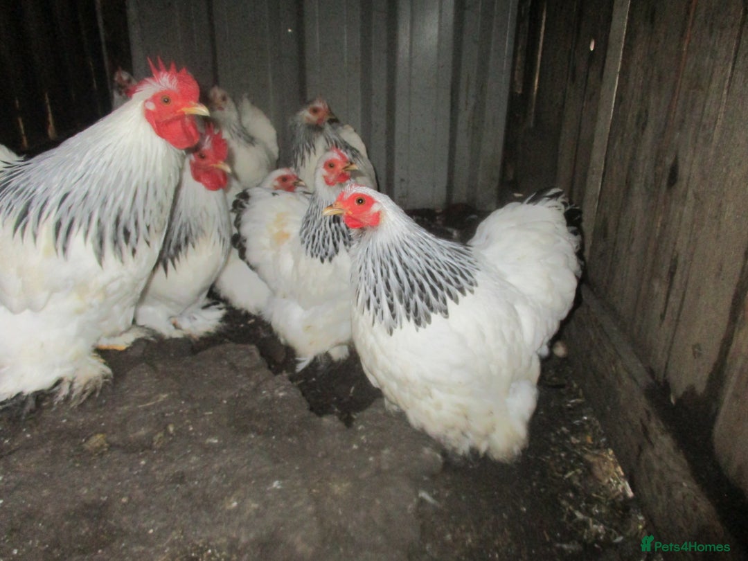 Chickens poultry for sale: Pekin bantam pullets, Silver/Black & Columbian - Image 6