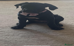 Cane Corso dogs for sale: CANE CORSO BLACK BITCH  - Image 1