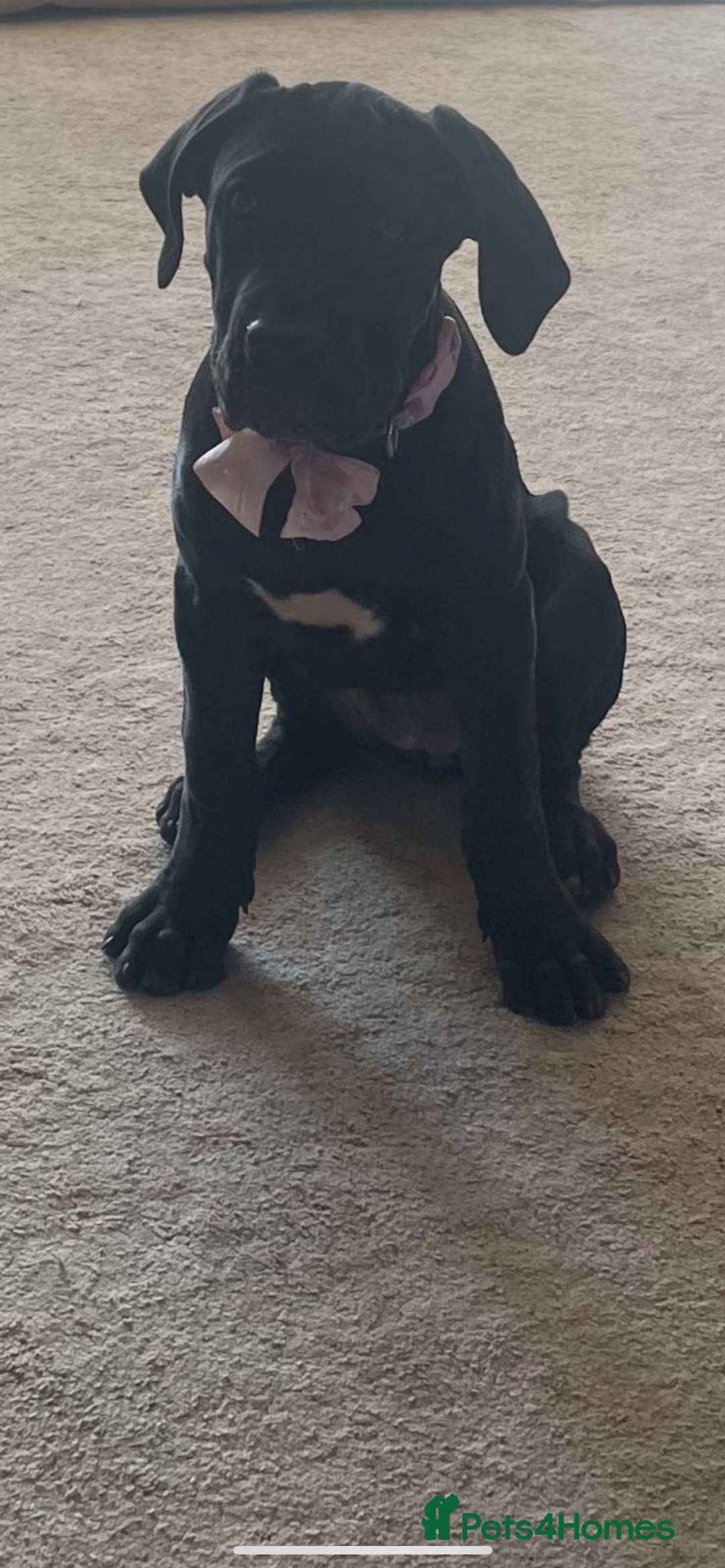 Cane Corso dogs for sale: CANE CORSO BLACK BITCH  - Image 1