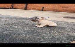 French Bulldog dogs for sale: Stunning boys - Image 3