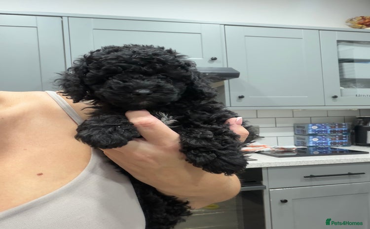 Toy Poodle dogs ⭐️REDUCED ⭐️Just 1 Little Fire Cracker Left 🎆 - Advert 14