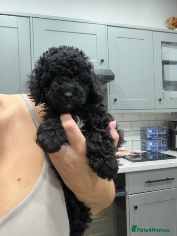 Toy Poodle dogs ⭐️REDUCED ⭐️Just 1 Little Fire Cracker Left 🎆 - Advert 14