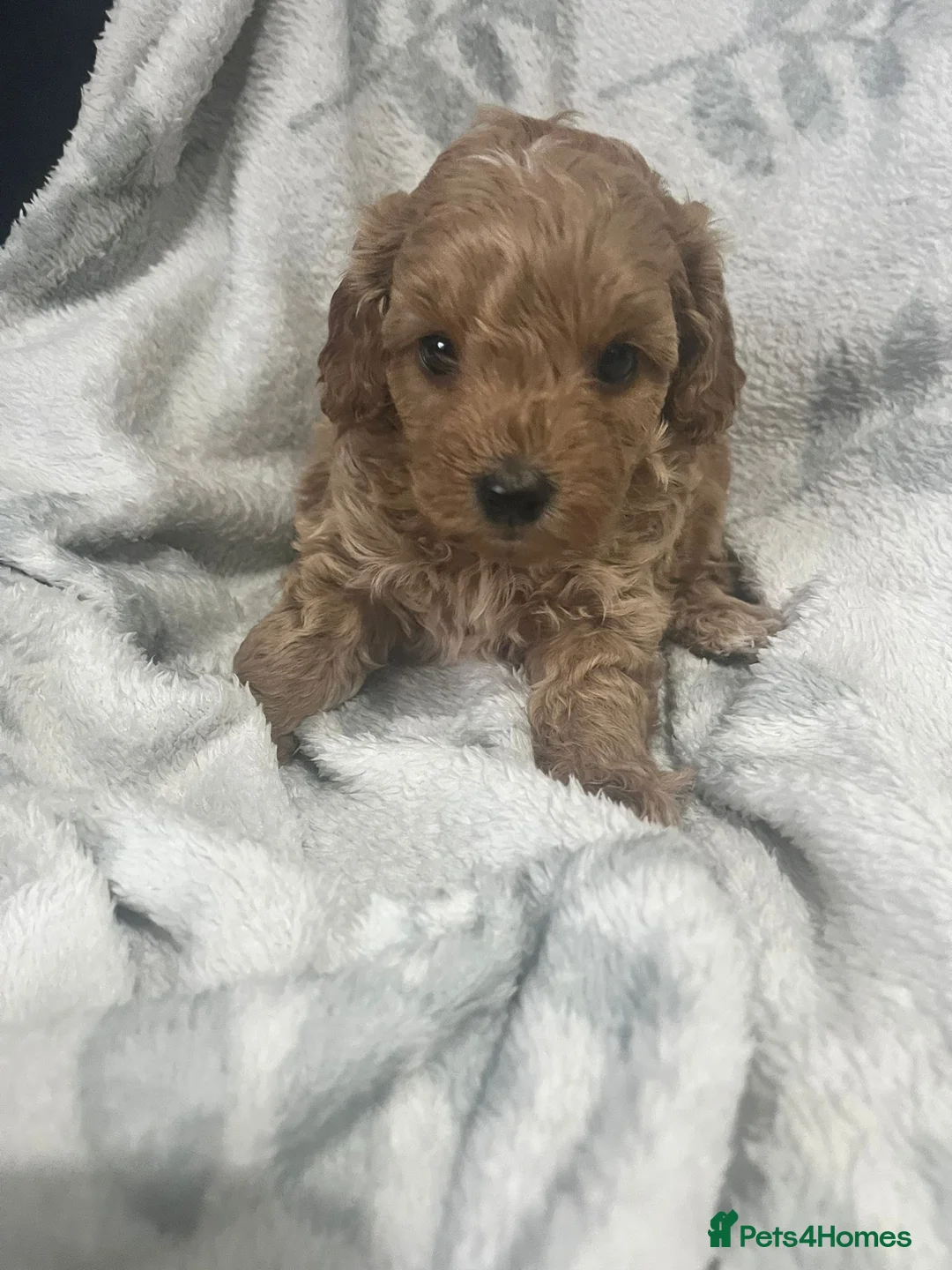 Cavapoo dogs for sale: Adorable toy cavapoo puppies health tested  - Advert 8