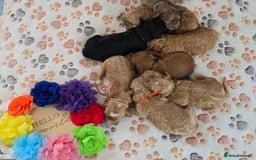 Cavapoo dogs for sale: Cavapoo F1B pups licensed Breeder/health tested  - Image 1