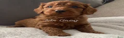 Cavapoo dogs for sale: Stunning F1B health tested Cavapoo’s  - Advert 2