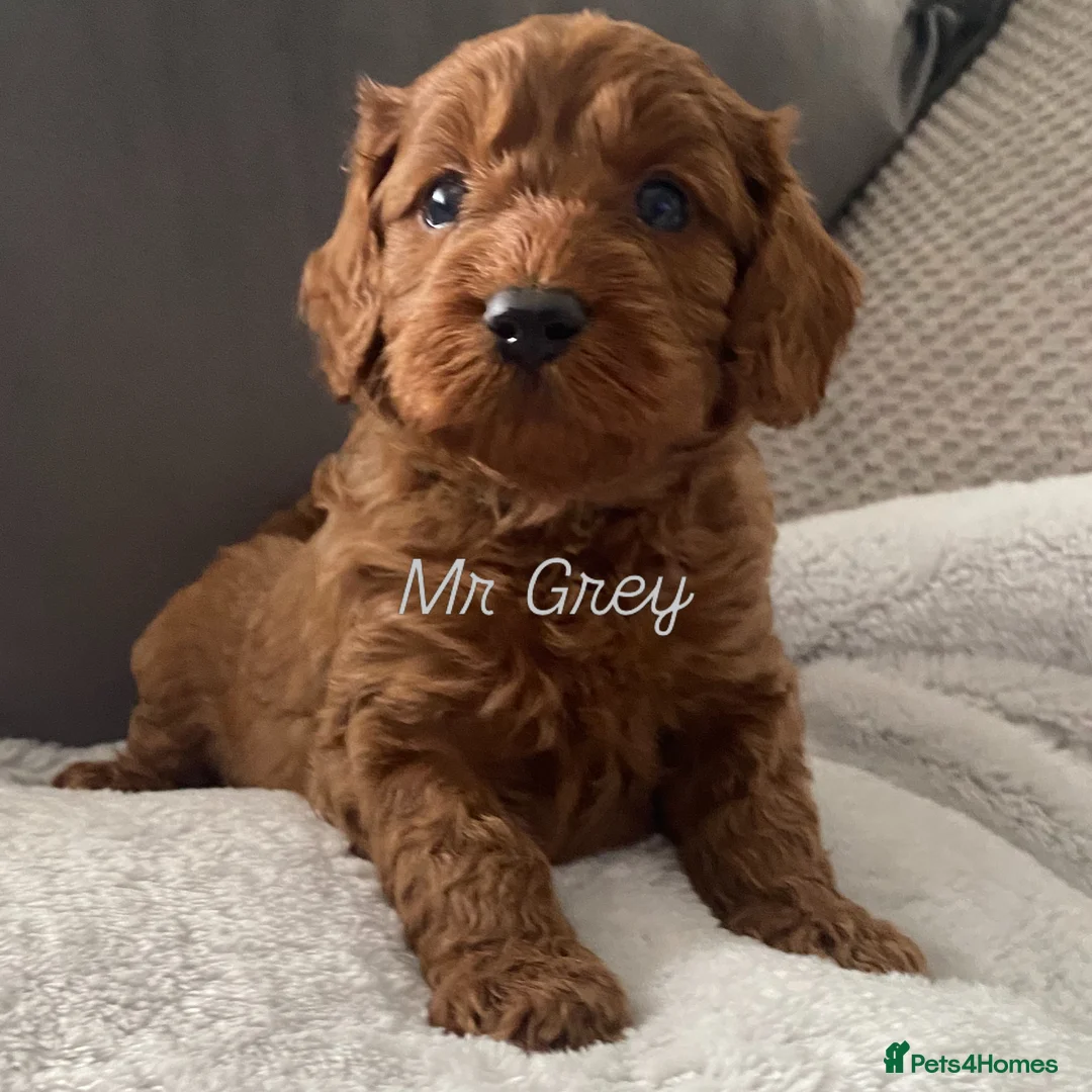 Cavapoo dogs for sale: Stunning F1B health tested Cavapoo’s  - Advert 2