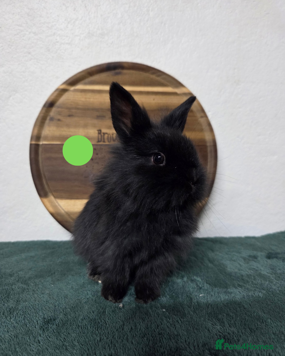 Mini Lion Lop rabbits for sale: Lion-Lop kits - Advert 5