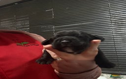 Mixed Breed dogs for sale: Chunky boys - Advert 4