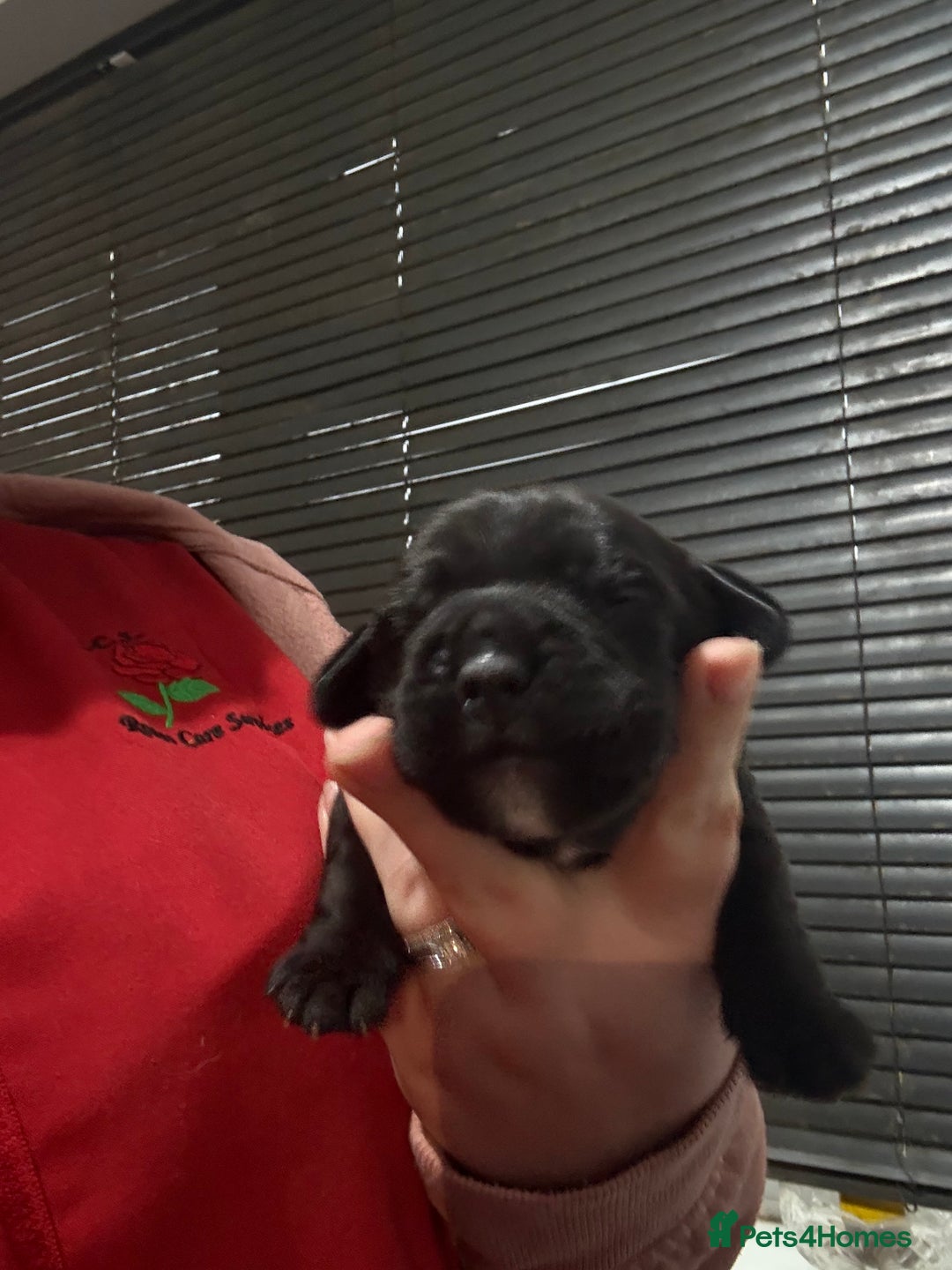 Mixed Breed dogs for sale: Chunky boys - Advert 4