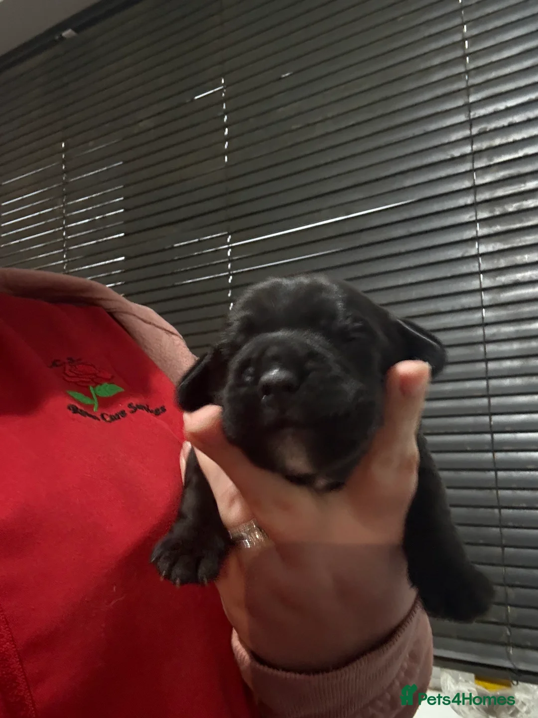 Mixed Breed dogs for sale: Chunky boys - Advert 4