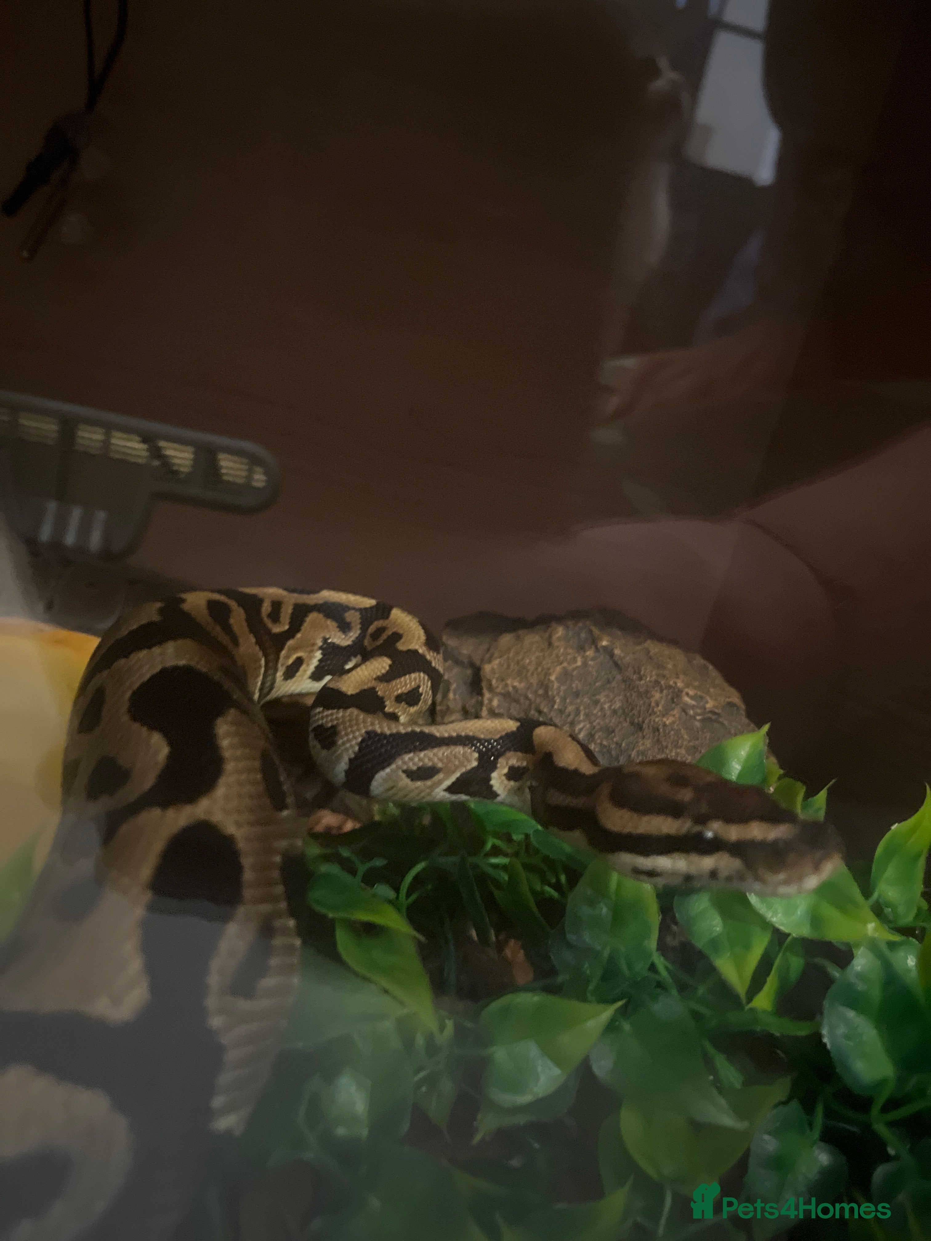 Python Snake reptiles Royal python  in Kings Langley - Advert 3