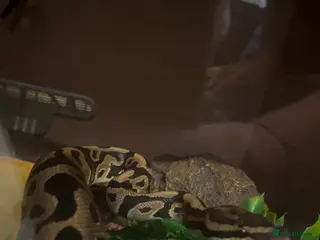 Python Snake reptiles Royal python in Kings Langley - Advert 3