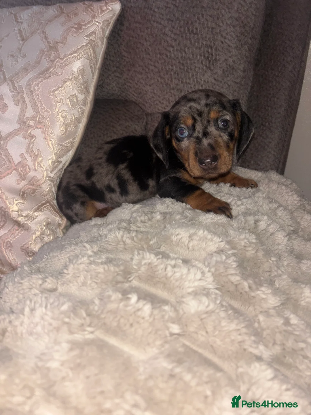Dachshund dogs for sale: Standard dachshund puppy - Advert 7