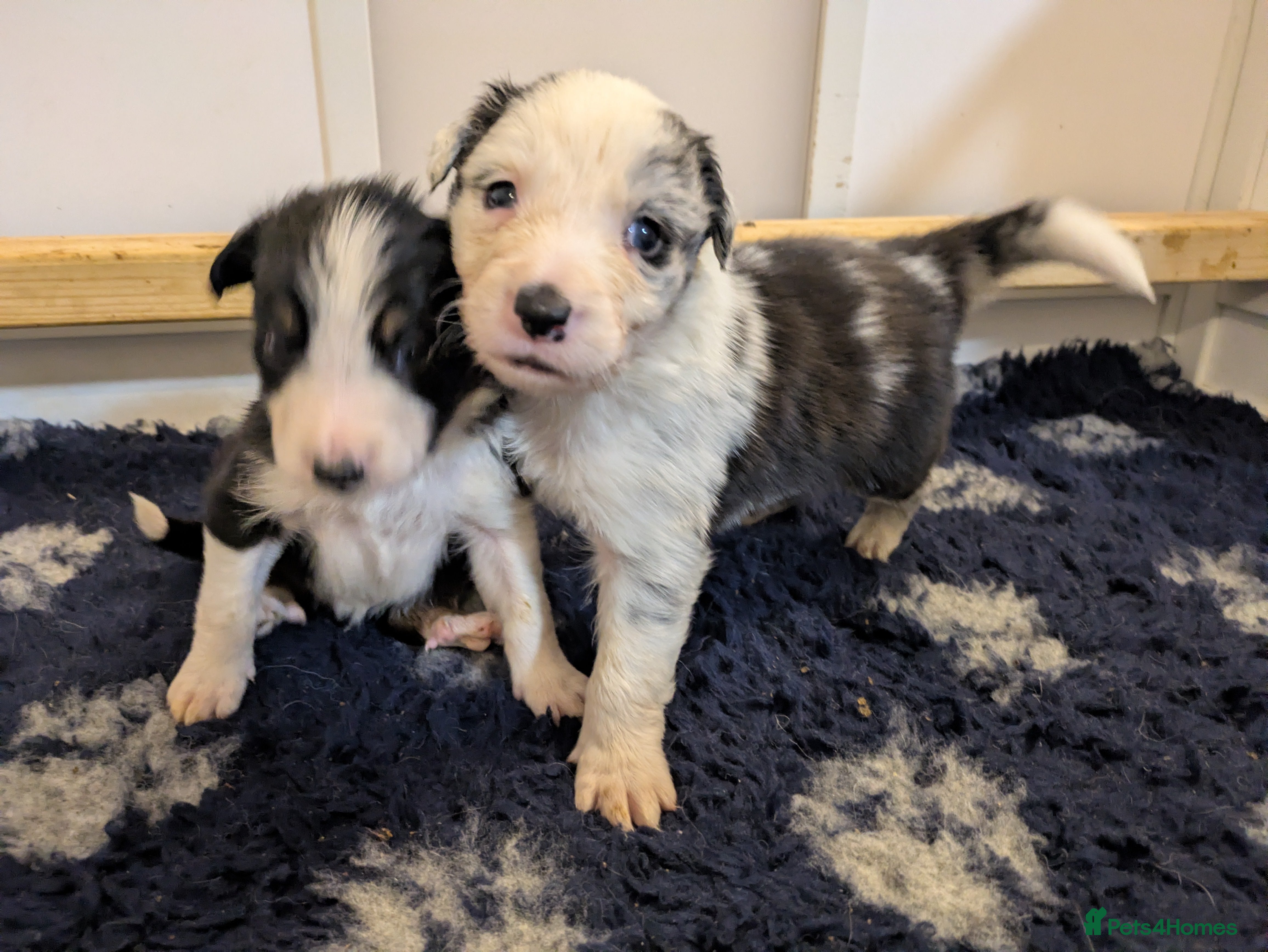 Border Collie dogs Border Collie Puppies - B&W/Merle -ISDS Registered - Advert 20