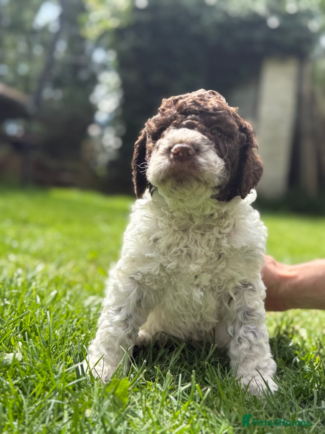 Lagotto Romagnolo dogs for sale: READY TO LEAVE, LAST ONE Puppies Italian Water dog in Preston - Image 5