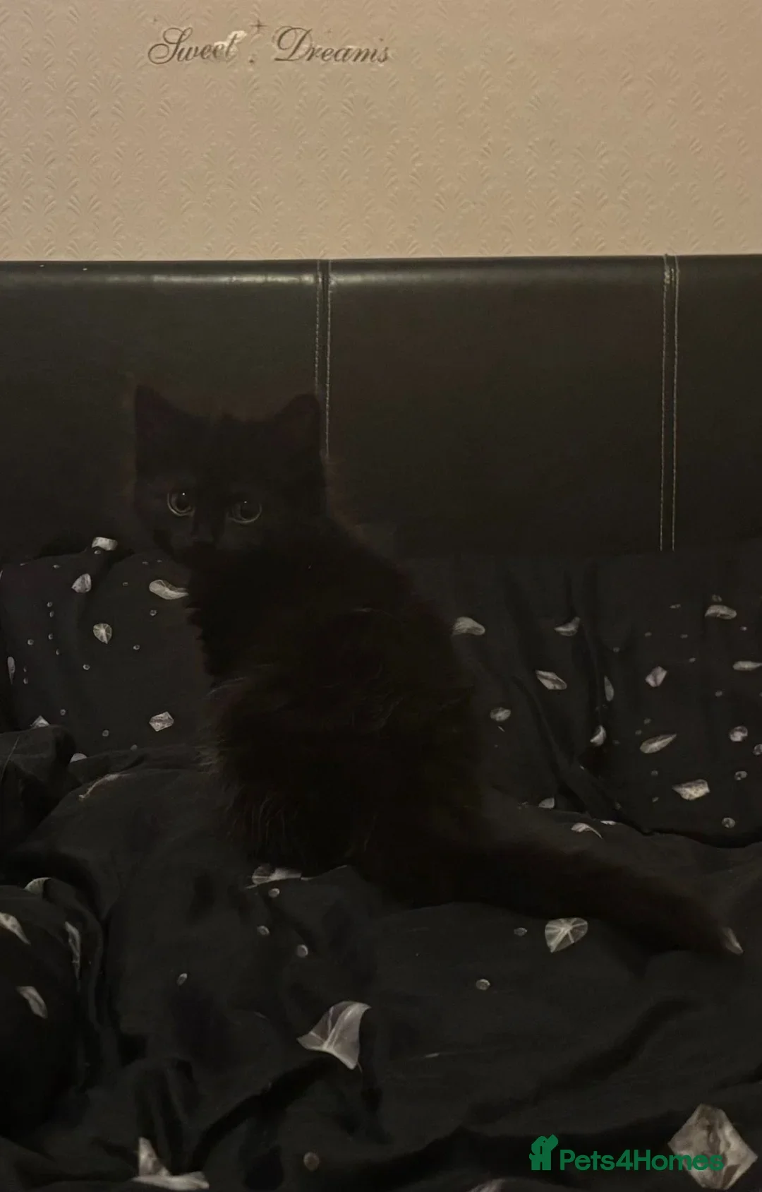 Mixed Breed cats for sale: 3 Kittens ready ASAP  - Image 17