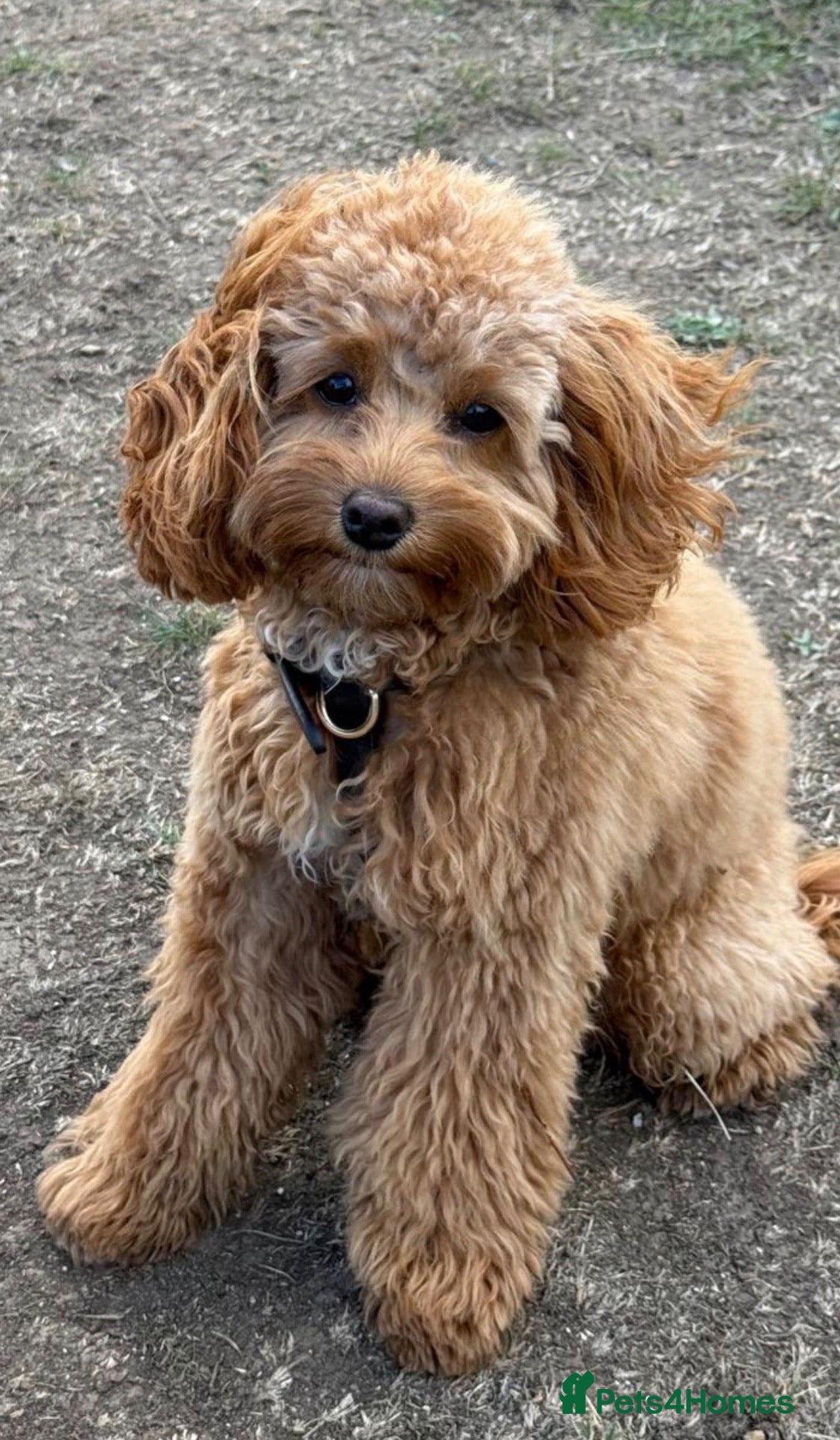 Cavapoo dogs Red toy Cavapoo puppies - Advert 1