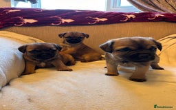 Border Terrier dogs for sale: Border terrier puppies for sale  - Image 9