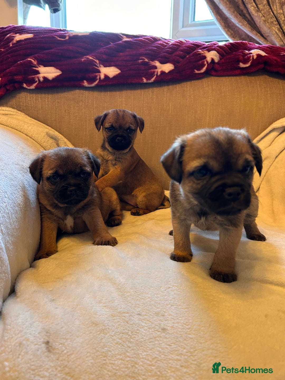 Border Terrier dogs for sale: Border terrier puppies for sale  - Image 9