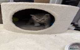 British Longhair cats for sale: Scottish Straights Longhair and Shorthair - Image 16