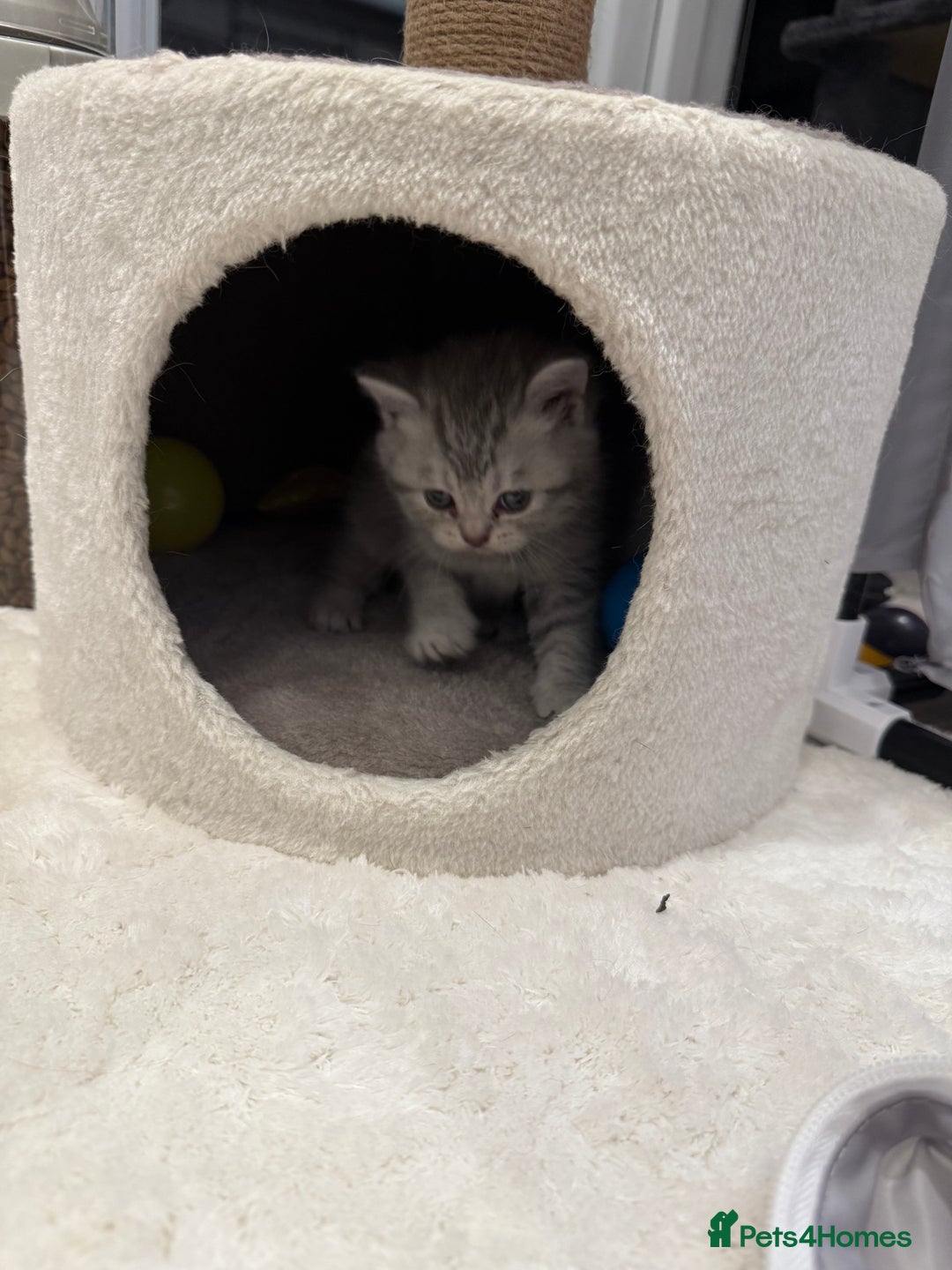 British Longhair cats for sale: Scottish Straights Longhair and Shorthair - Image 16