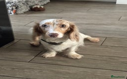 Dachshund dogs for sale: MINIATURE LONGHAIRED KC ISABELLA DACHSHUND PUPS - Image 6