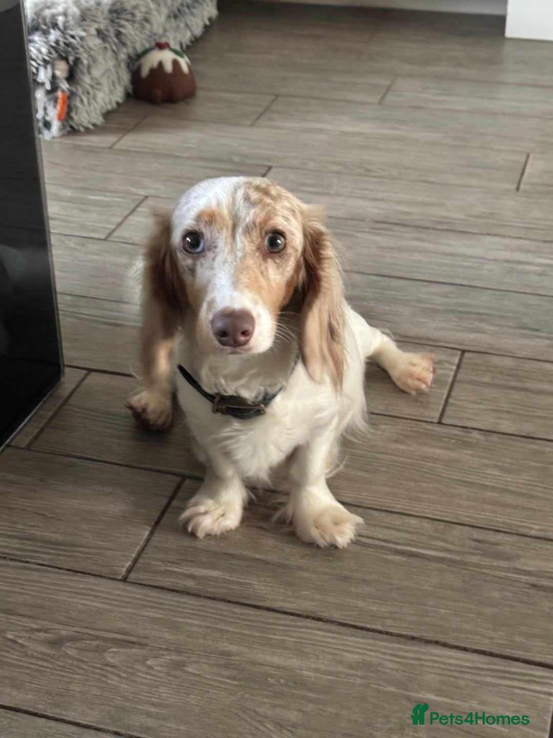 Dachshund dogs for sale: MINIATURE LONGHAIRED KC ISABELLA DACHSHUND PUPS - Image 6