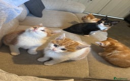 European cats for sale: Kittens 🐱  - Image 3