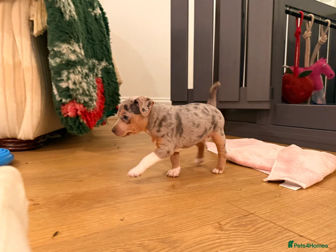 Jack Russell dogs for sale: Perfect Blue and Blue Merle Jack Russell Puppies - Advert 28