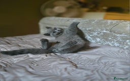 British Shorthair cats for sale: GORGEOUS British Shorthair Kittens - Image 24