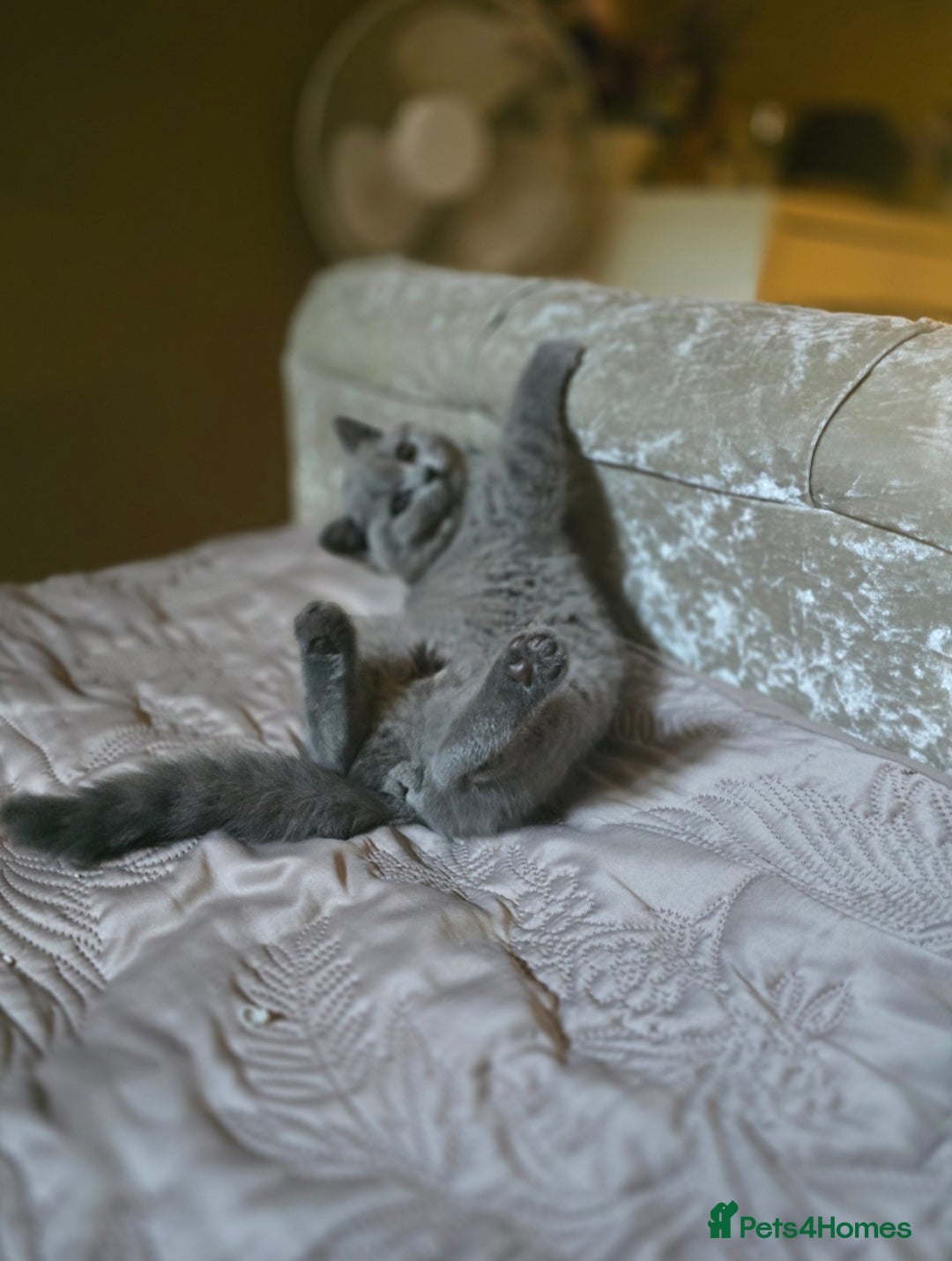 British Shorthair cats for sale: GORGEOUS British Shorthair Kittens - Image 24