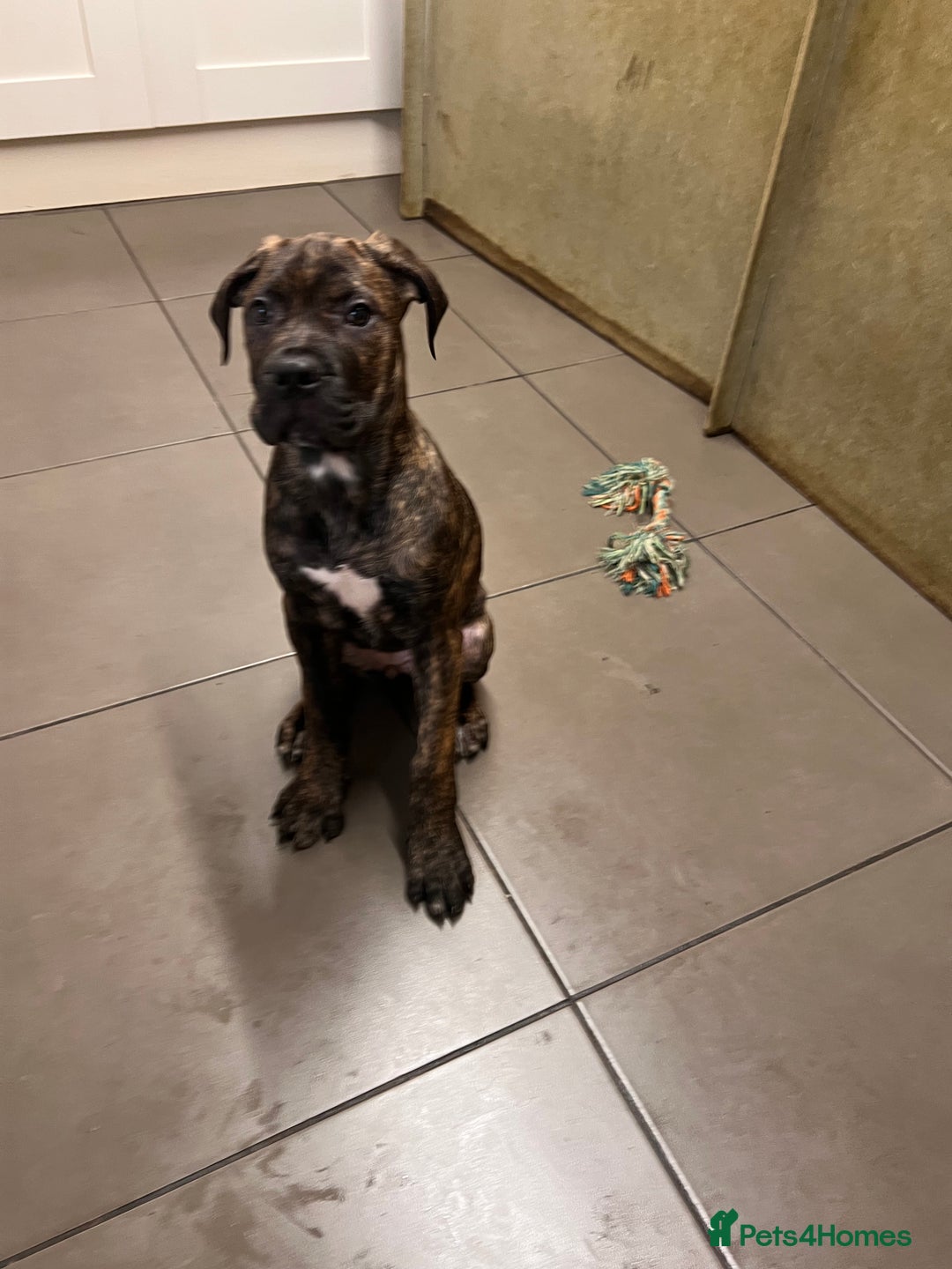 Cane Corso dogs for sale: 🐾 Majestic Cane Corso Puppies –Loyal Guardians 🐾 - Advert 3