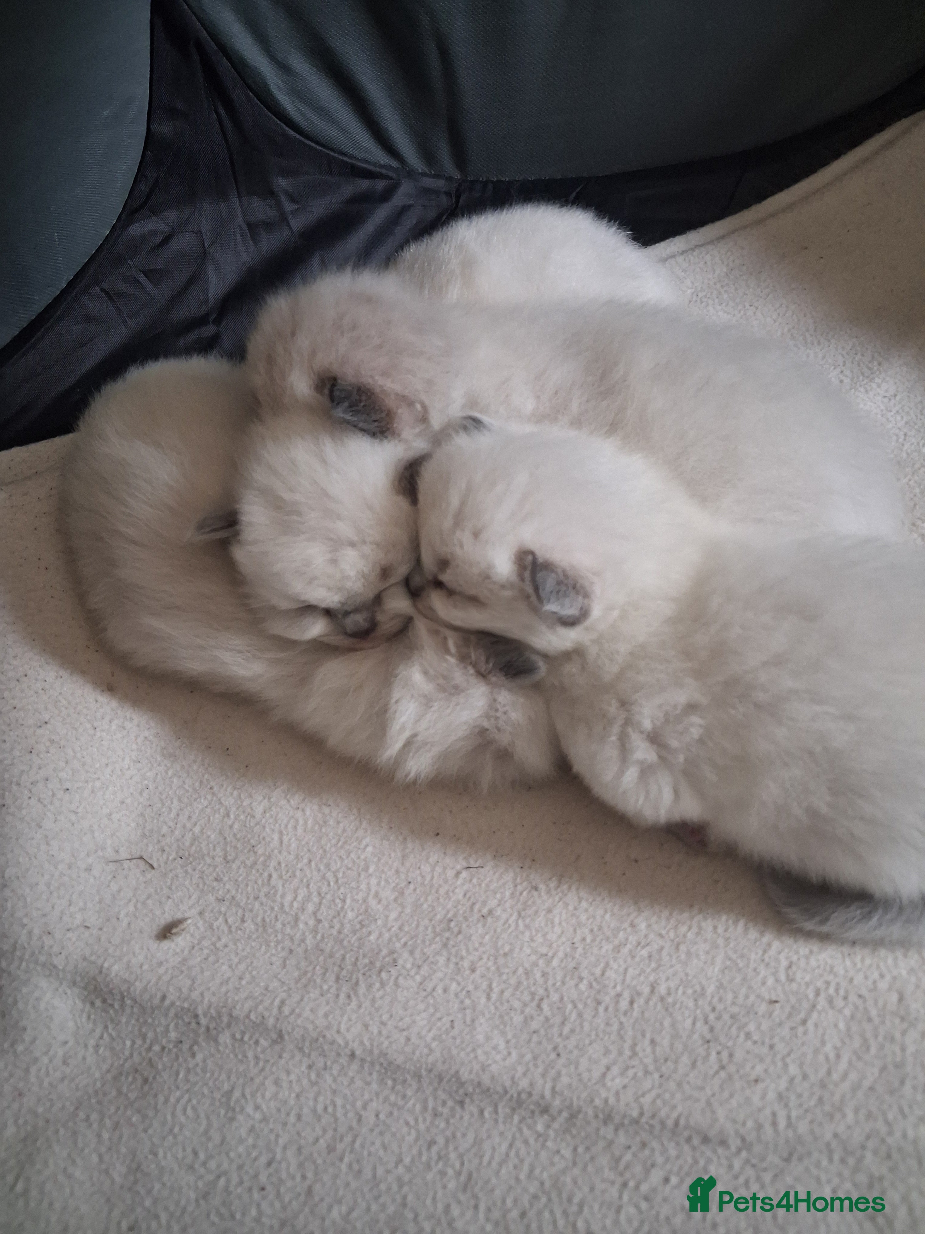 Ragdoll cats for sale: Stunning Ragdoll Kittens - 2.5 weeks old. - Advert 4