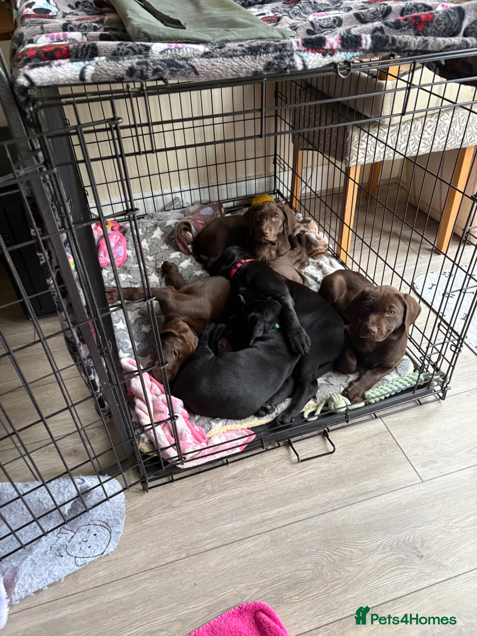 Mixed Breed dogs Labrador x Viszla - Ready to go!  - Advert 18
