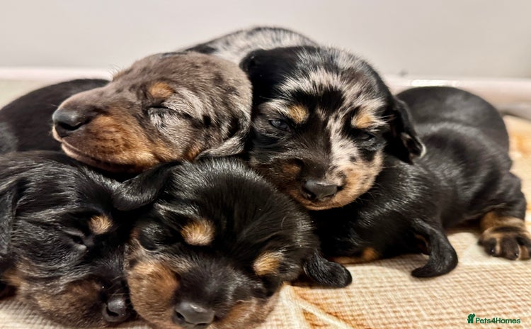 Miniature Dachshund dogs - Advert 6