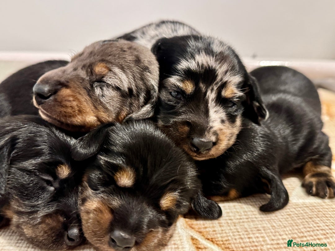 Miniature Dachshund dogs for sale: Mini dachshund puppies KC registered, DNA tested - Advert 15