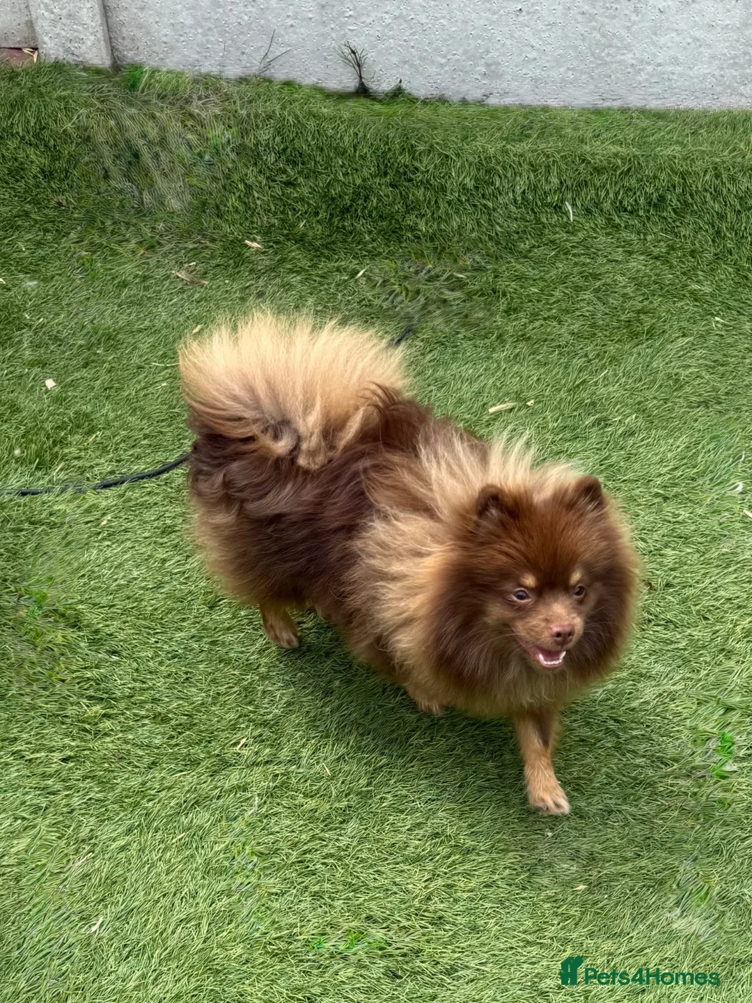 Pomeranian dogs for sale: For sale one stunning chocolate & tan boy  - Advert 1