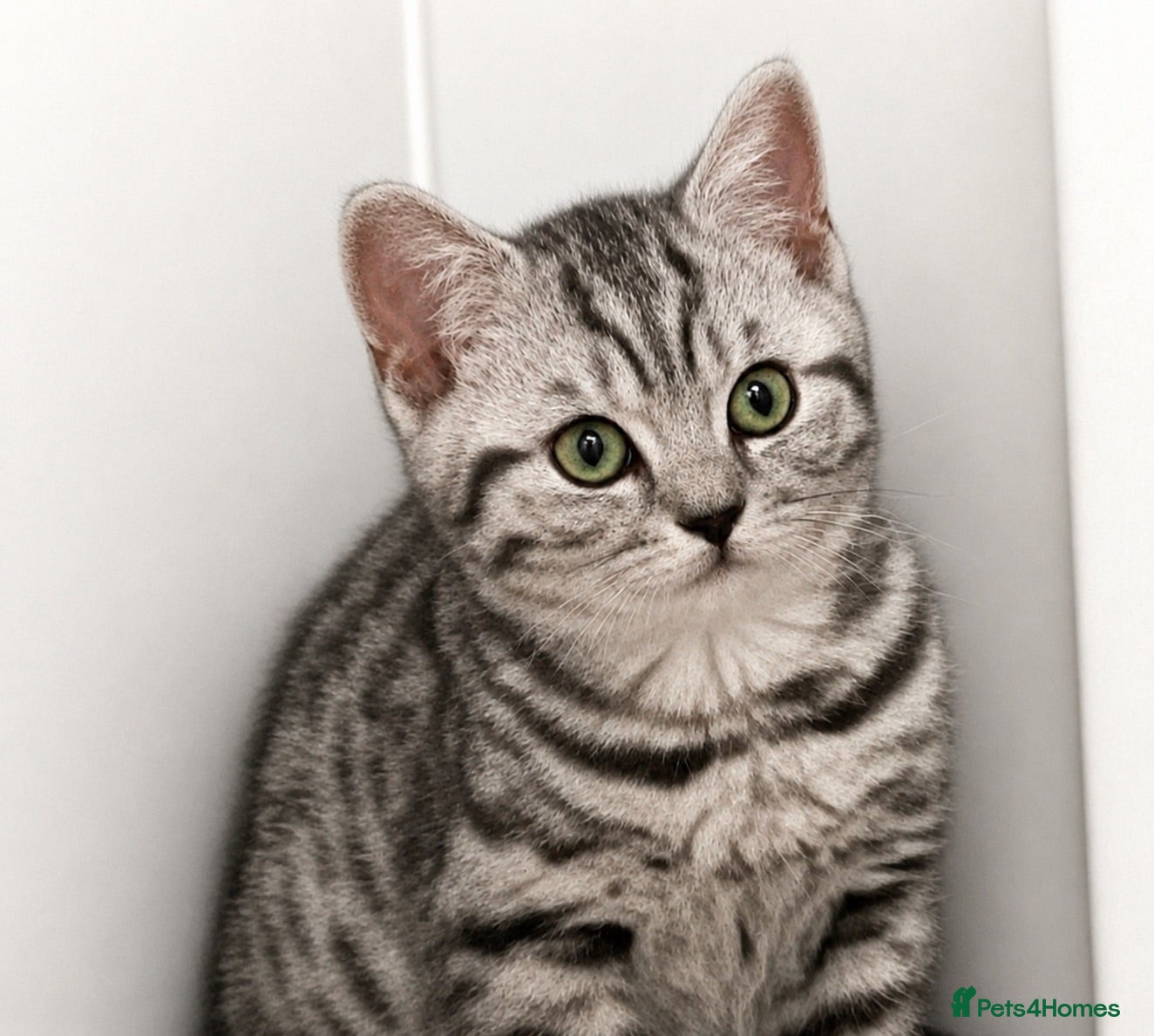 British Shorthair cats Stunning black silver spotted British Shorthair  - Advert 1
