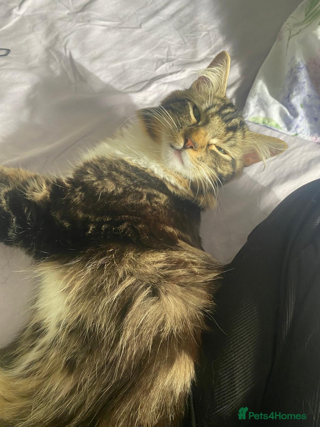 Maine Coon cats for sale: Casper  - Image 5