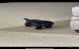 British Shorthair cats for sale: GCCF  black little girl remaining  - Image 4