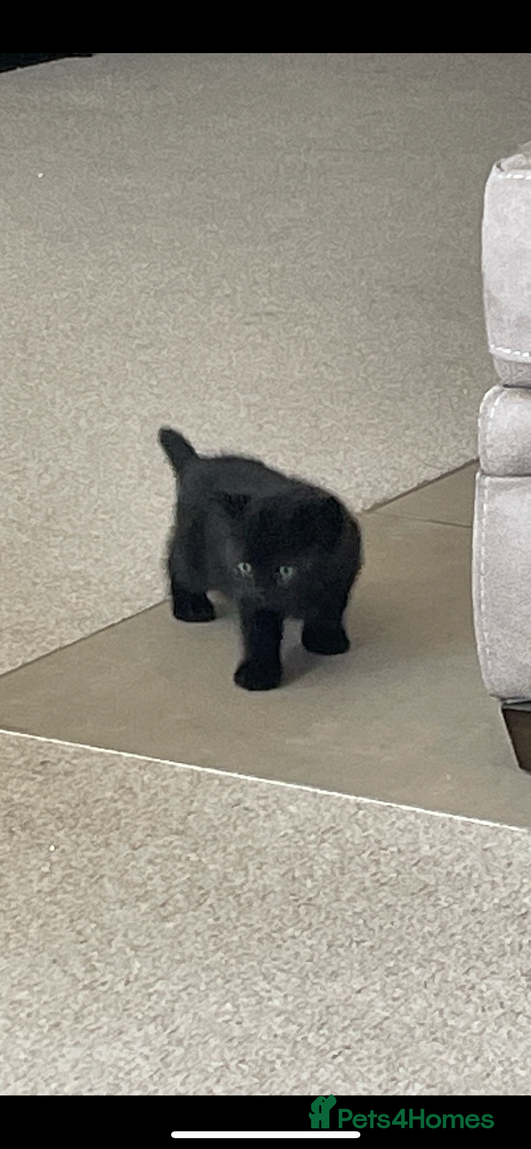 British Shorthair cats for sale: GCCF  black little girl remaining  - Image 4