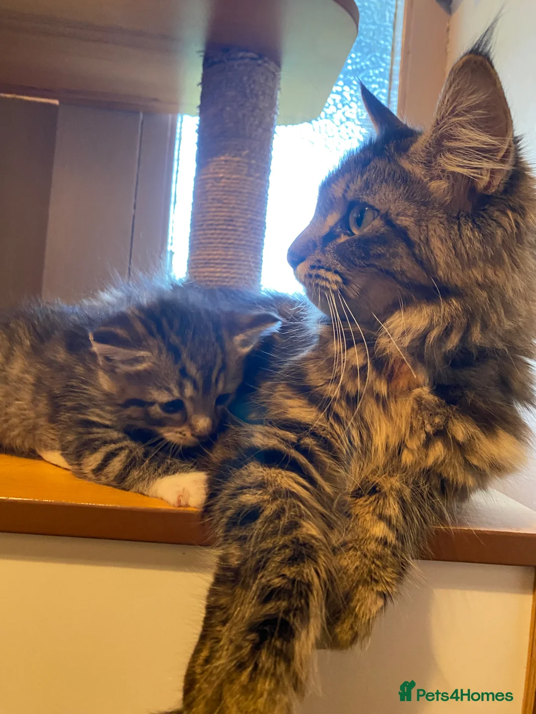 Maine Coon cats for sale: Maine Coon cross domestic shorthair kittens - Advert 2