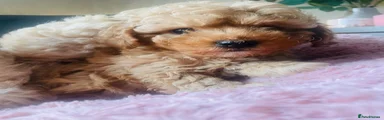Mixed Breed 3