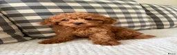 Cockapoo dogs for sale: Health tested cockapoo puppies  - Advert 14