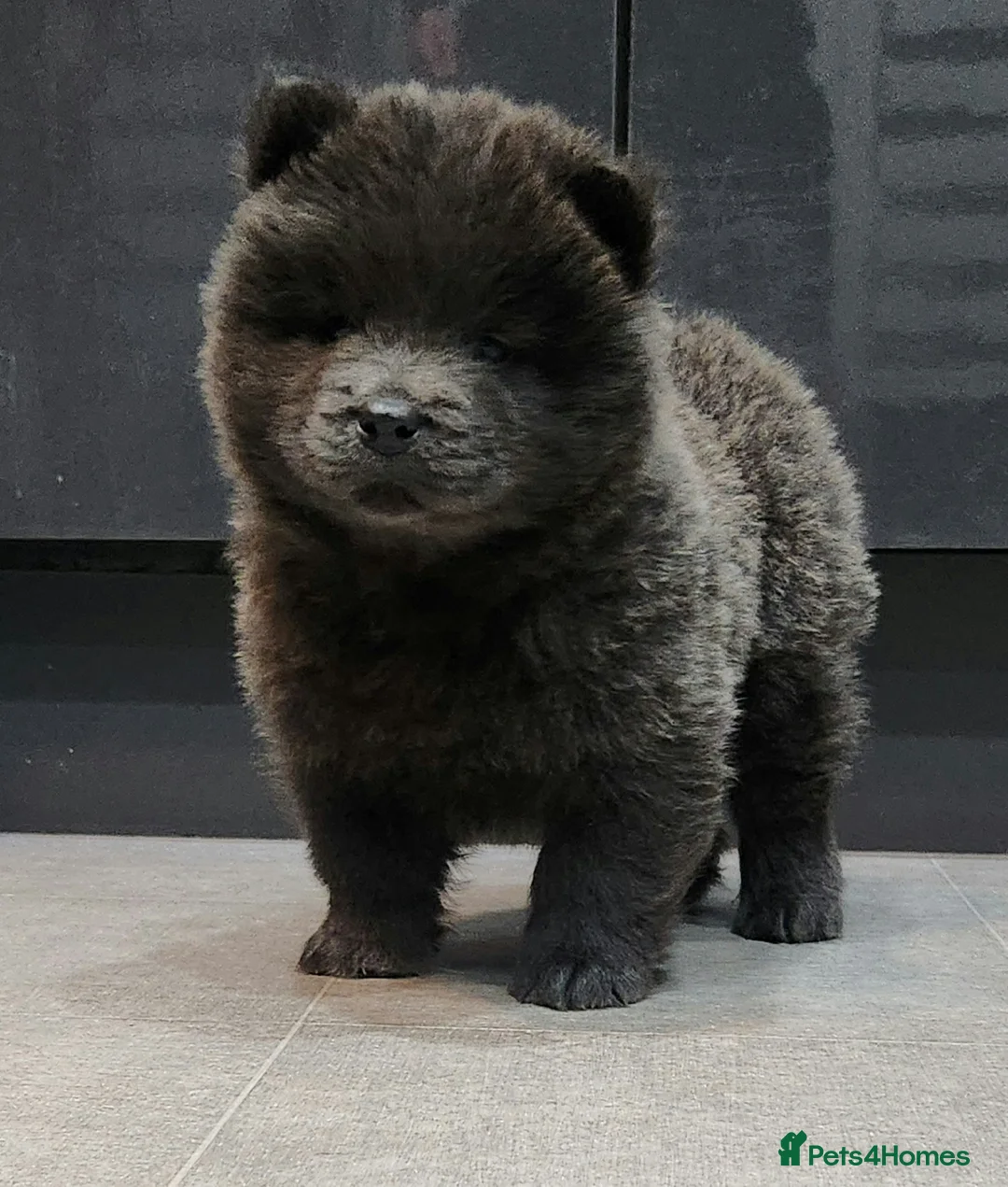 Chow Chow dogs for sale: Chow chow pedigree pups REDUCED!! - Advert 38