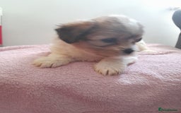 Mixed Breed dogs for sale: Jack Tzu  - Image 6