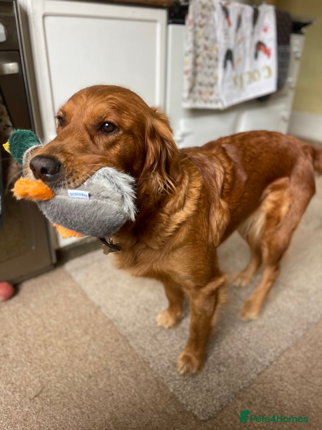 Golden Retriever dogs for sale: Golden retriever puppies - Advert 5