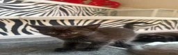 Munchkin cats for sale: Beautiful Black Female kitten looking 4 home - Advert 6