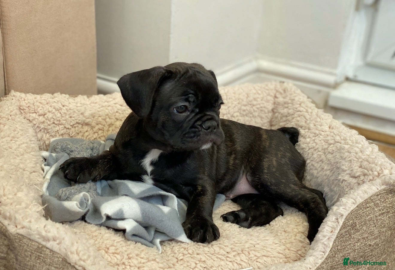 French Bulldog dogs Very cute French bulldog  - Advert 2