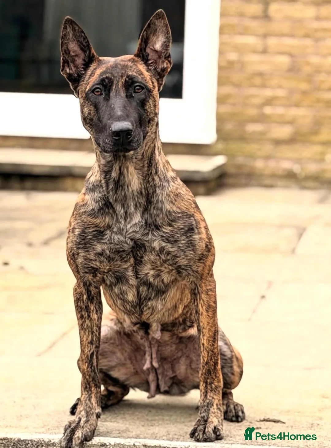 Belgian Shepherd Dog dogs for sale: Serious working puppy  - Advert 2